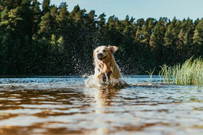 Hot Spots on Dogs: What Actually Stops Them Before They Spread