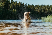A golden retriever playfully splashes through shallow water with droplets flying around. The background features a dense forest under clear blue skies. Tall grass emerges from the water nearby.