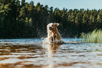 A golden retriever playfully splashes through shallow water with droplets flying around. The background features a dense forest under clear blue skies. Tall grass emerges from the water nearby.