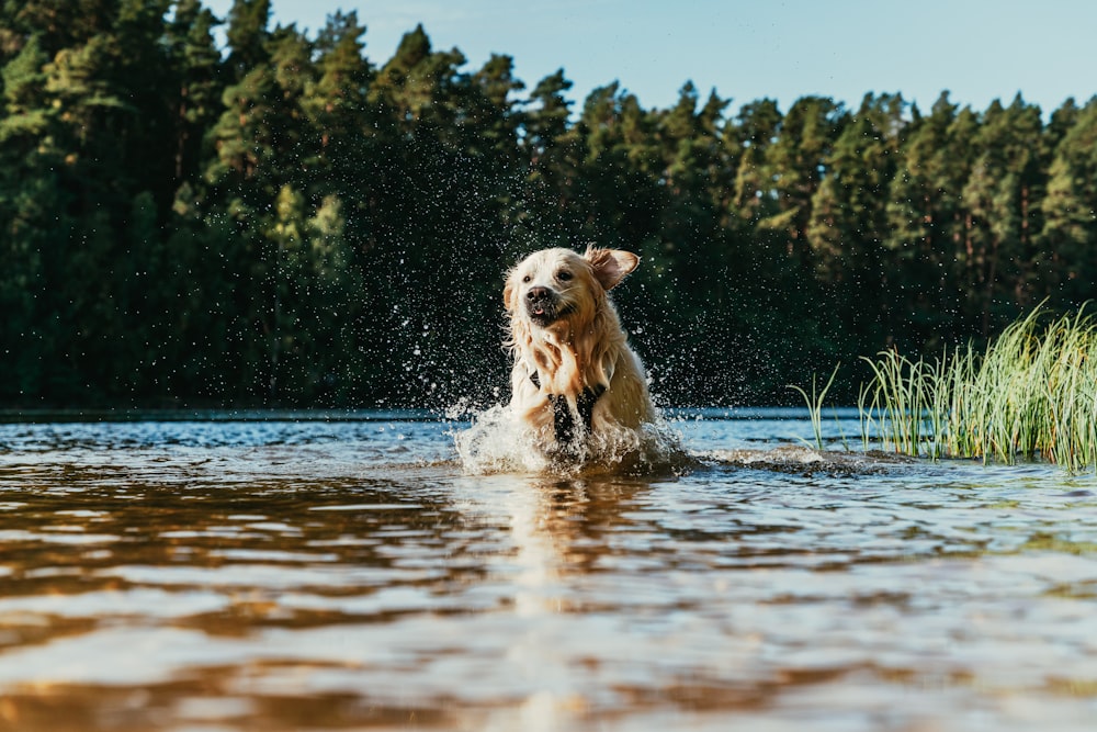 a dog splashes water in a lake