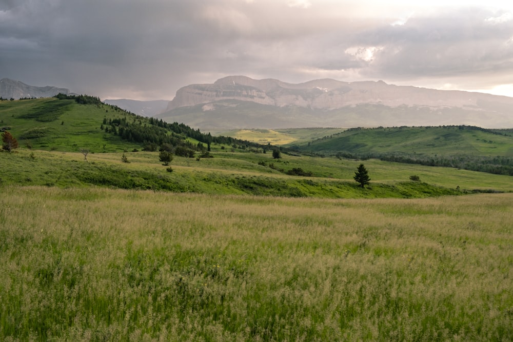 a grassy field with mountains in the background