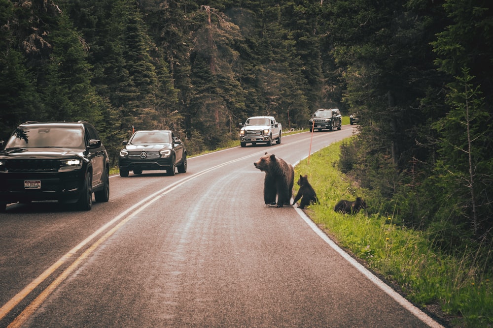 um urso marrom sentado à beira de uma estrada