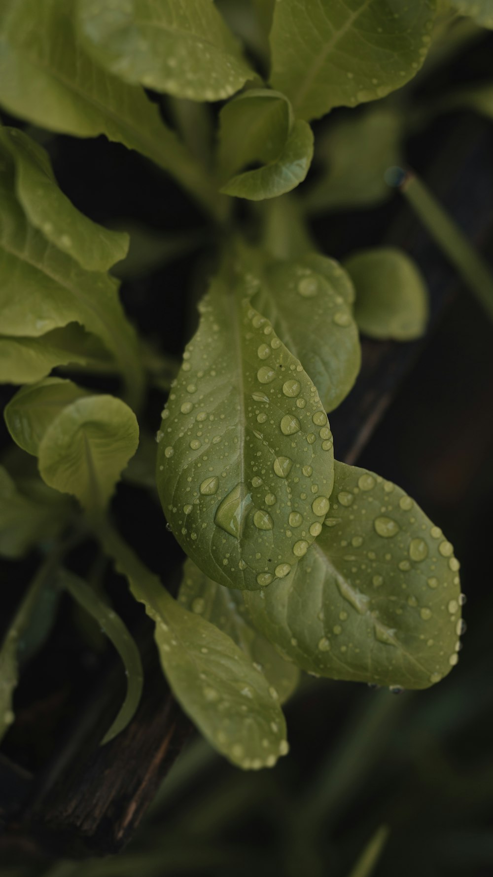 a close up of a plant with water droplets on it