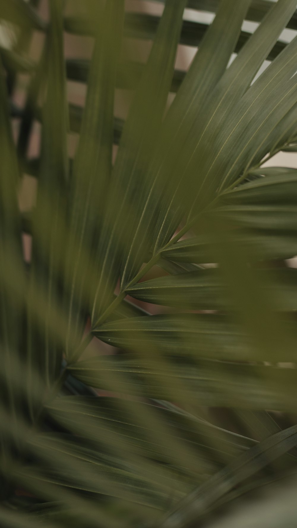 Gros plan d’une feuille de palmier avec un arrière-plan flou