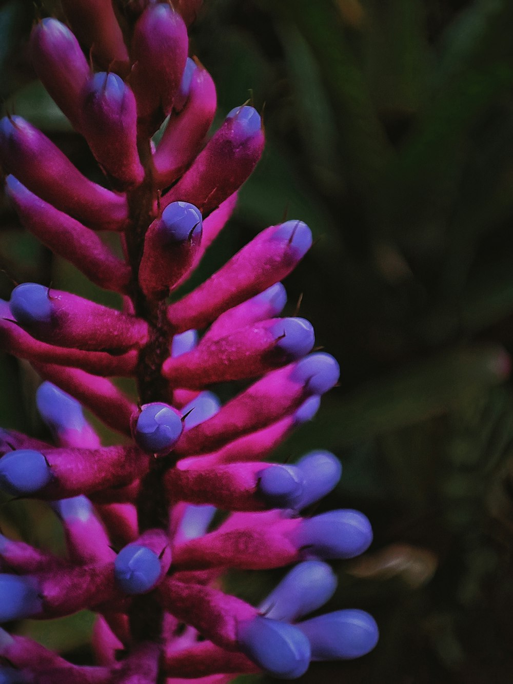 a close up of a pink and blue flower