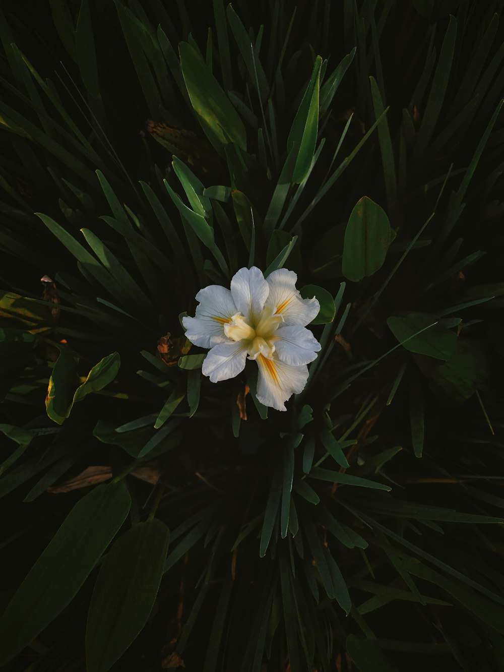 a white and yellow flower sitting on top of green leaves