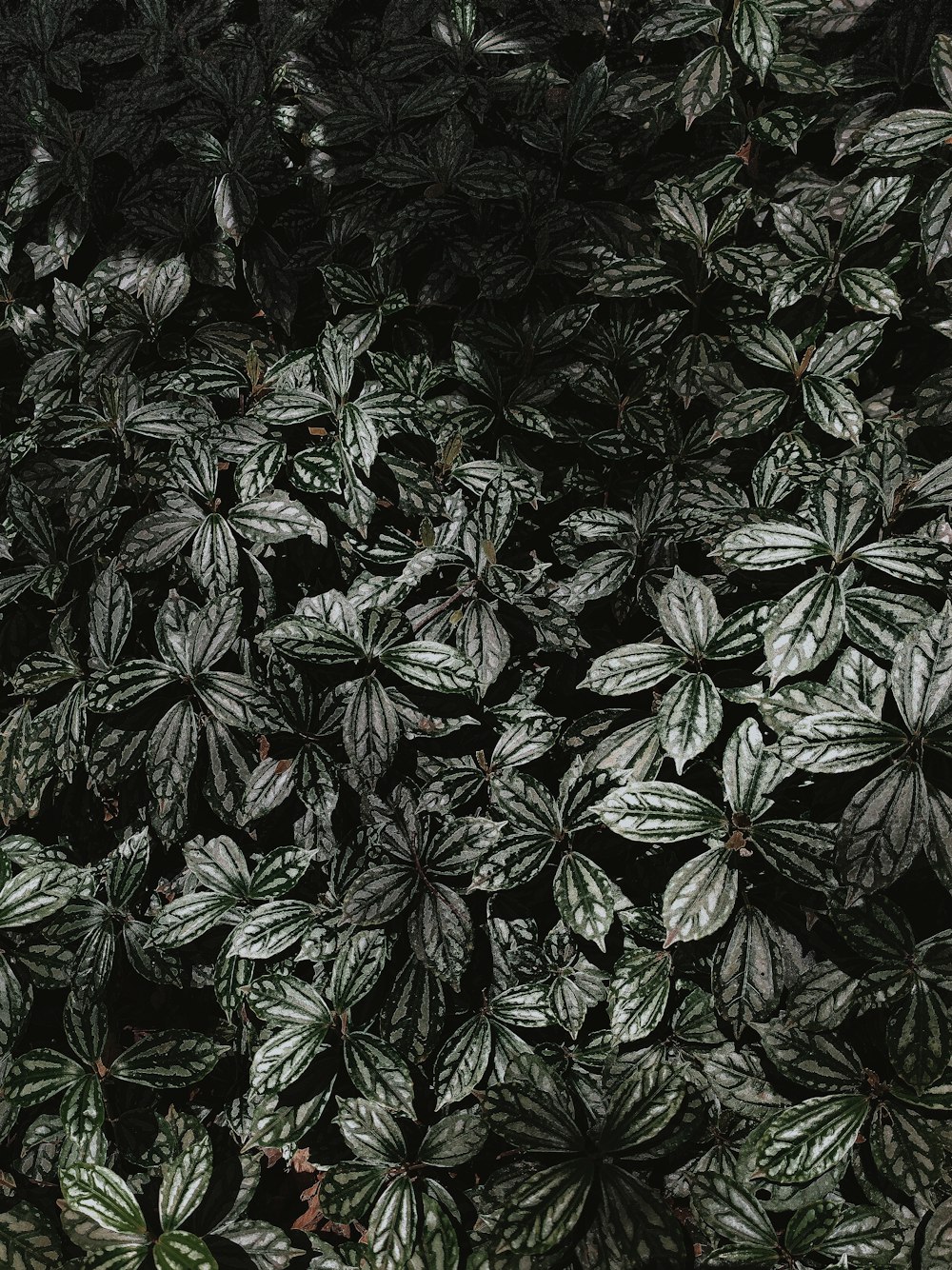 a close up of a plant with green leaves