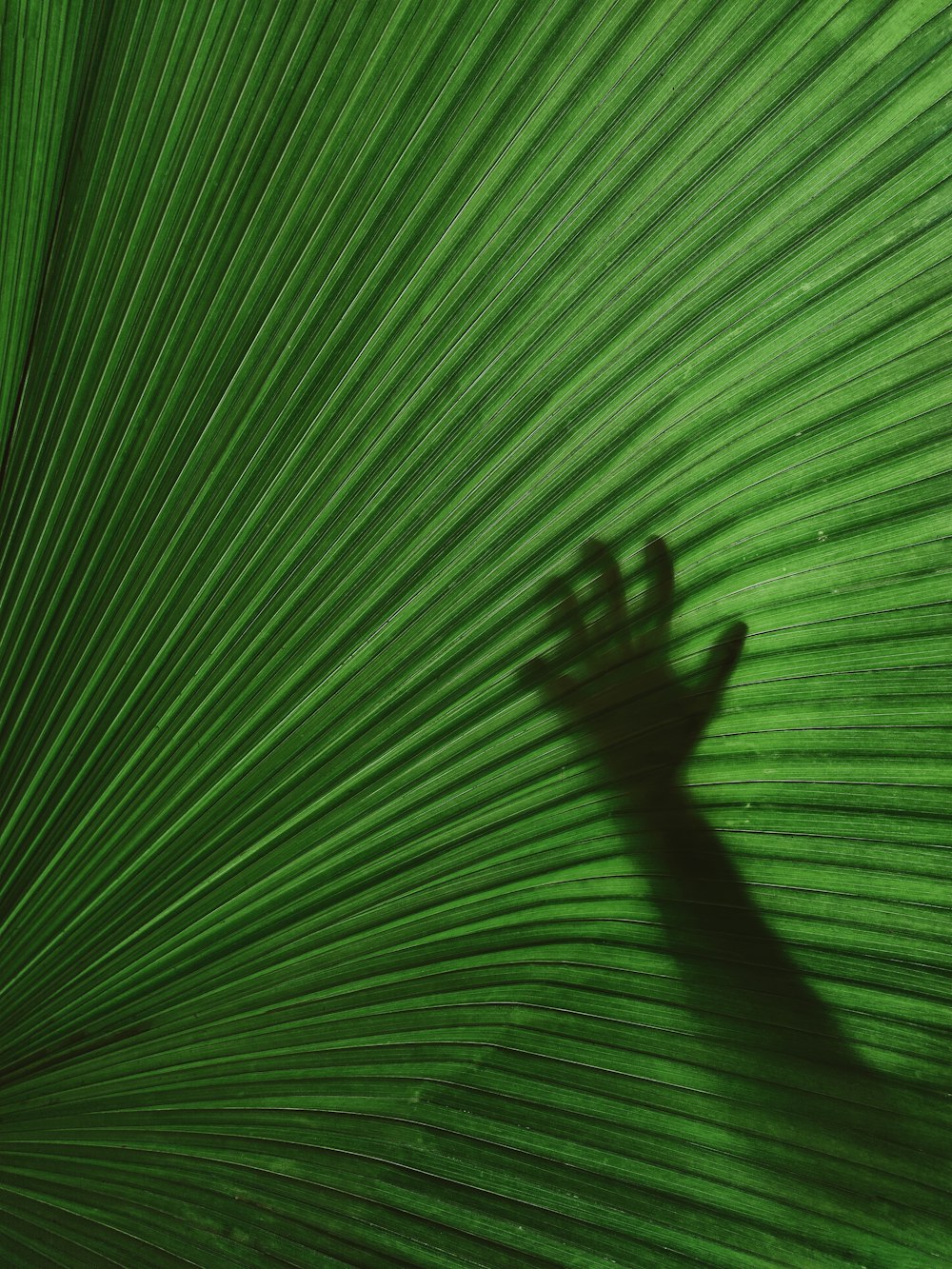 a shadow of a hand on a green leaf