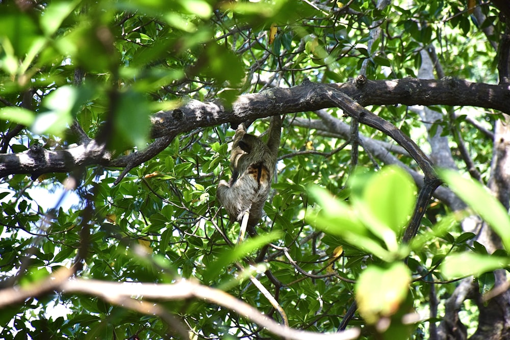 a bird sitting on a branch in a tree