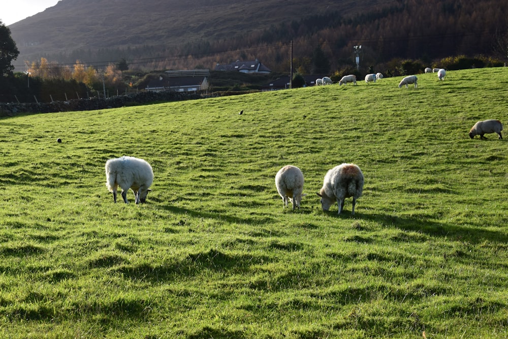 Un troupeau de moutons paissant sur une colline verdoyante