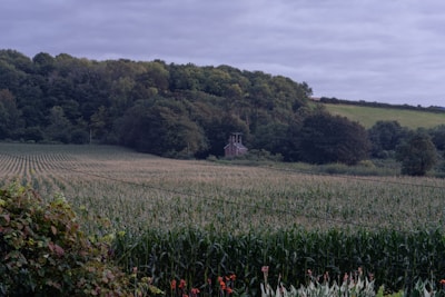 A lush, expansive field of crops stretches towards a forested hillside. In the distance, a small brick house is nestled among the trees, partially obscured by foliage. The sky is overcast, casting a subdued, natural light over the verdant landscape.