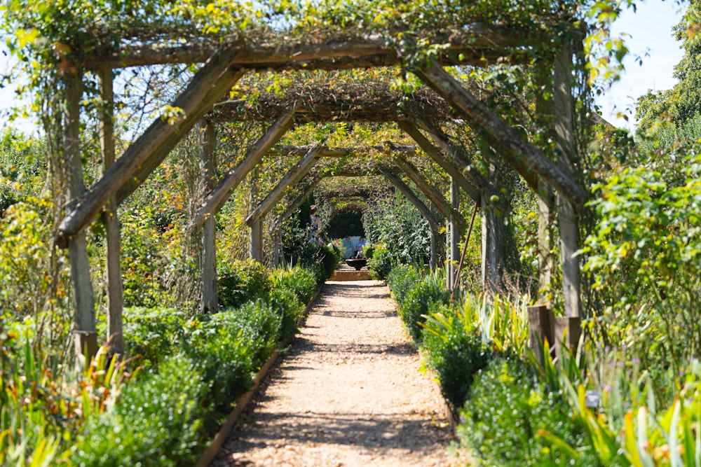 a path through a garden lined with lots of trees