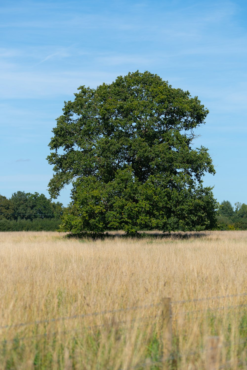 un arbre solitaire dans un champ d’herbes hautes