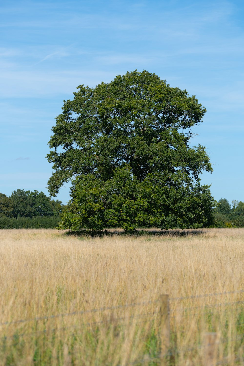 a lone tree in a field of tall grass