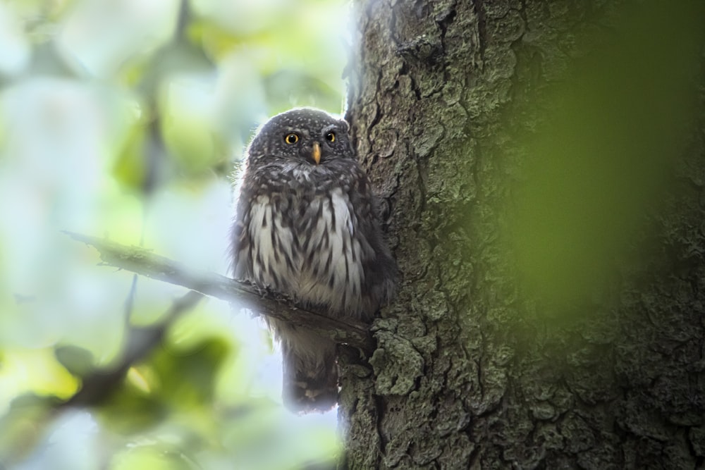 an owl is perched on a tree branch