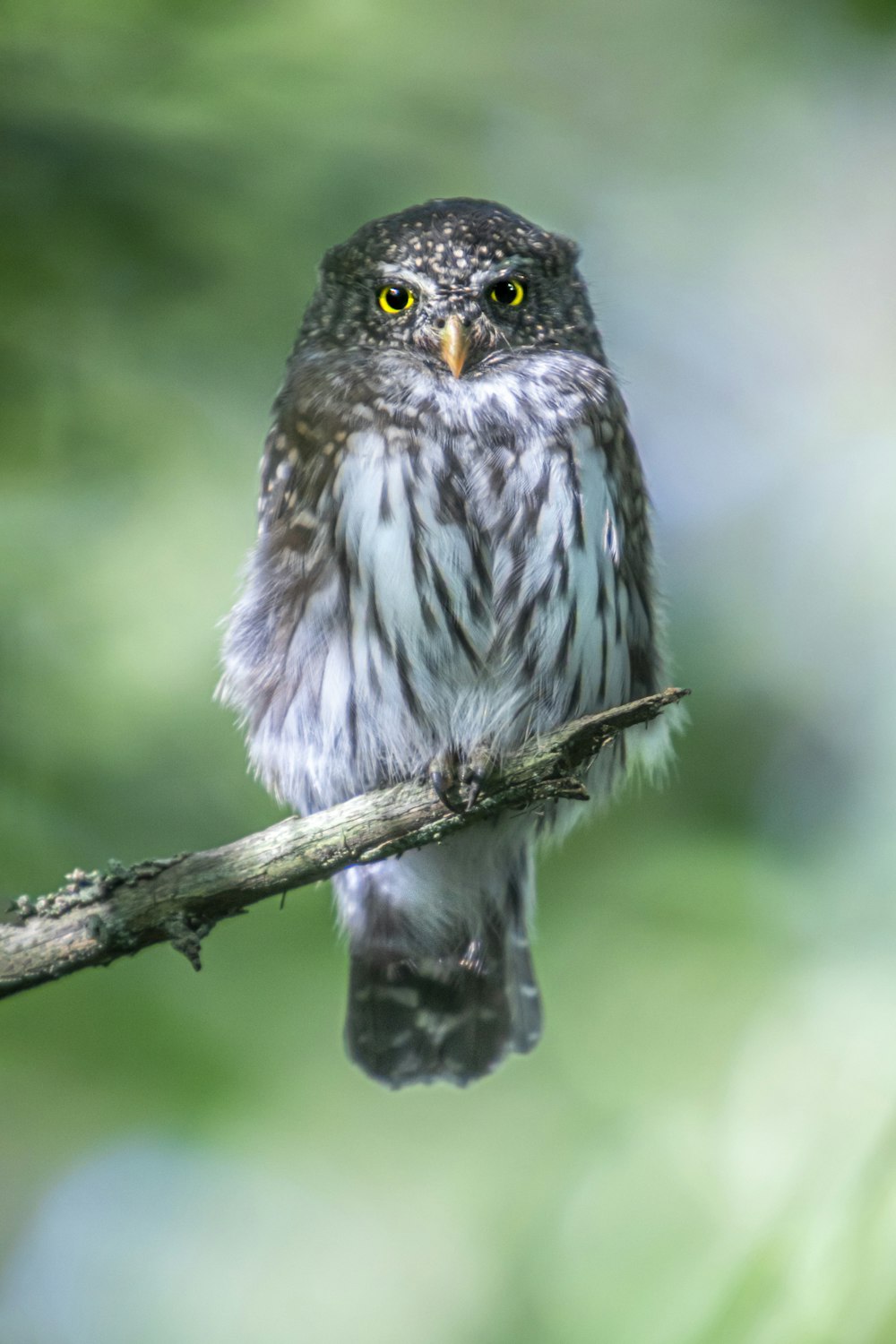 a small owl perched on a tree branch