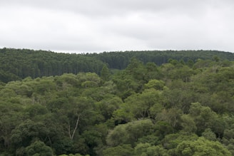 A wide shot of towering rainforest trees under a cloudy sky.