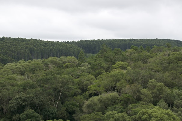 A wide shot of towering rainforest trees under a cloudy sky.