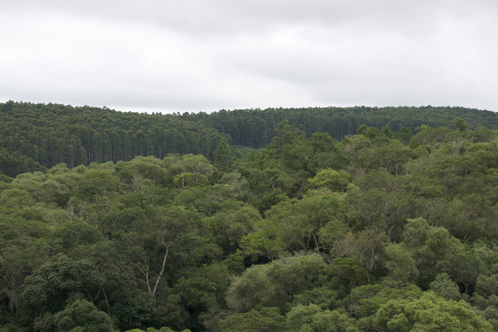 a herd of sheep grazing on a lush green hillside