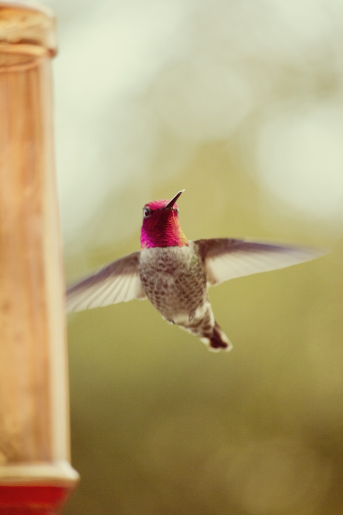 a hummingbird flying towards a bird feeder