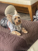 A small dog proudly posing in a hand-sewn shirt with traditional Mexican motifs on a rustic wooden floor.