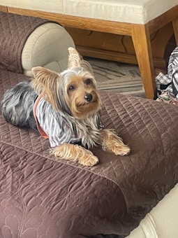 A small dog with long, silky fur is lying on a brown quilted surface. The dog is wearing a black and white striped outfit with orange accents. Its ears are perked up and it gazes directly at the camera. In the background, there is a beige upholstered chair with wooden legs and a cylindrical pillow.