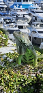 A vibrant green iguana resting on a leafy surface with a background of several luxury yachts docked in a marina.