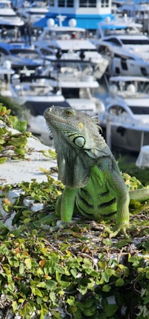 A vibrant green iguana resting on a leafy surface with a background of several luxury yachts docked in a marina.