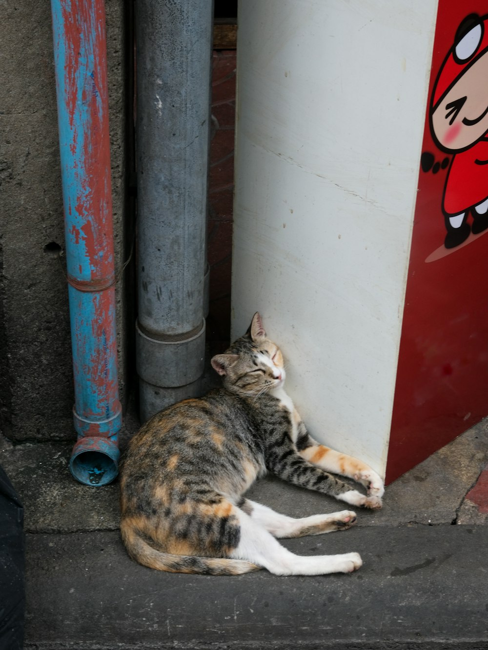 a cat that is laying down next to a pole