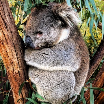 Close-up of a koala resting in eucalyptus trees at a wildlife sanctuary.