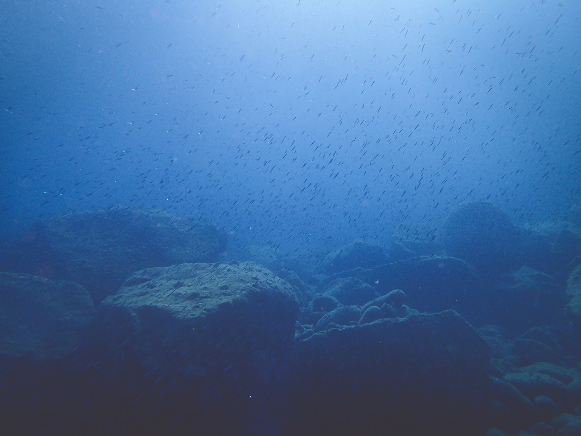 a large group of fish swimming in the ocean