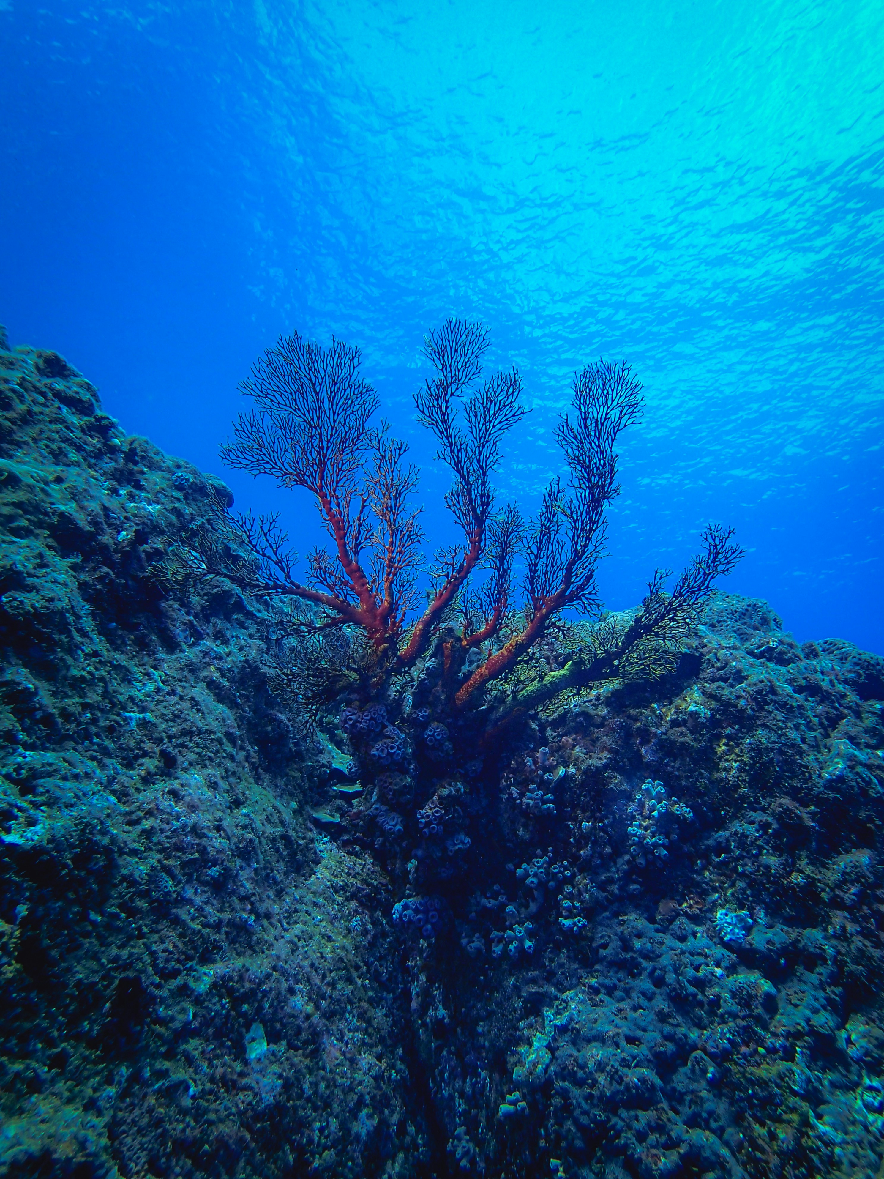 a group of corals on the bottom of a coral reef