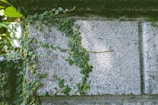 A textured concrete wall is partially covered with green vines. The lush foliage of the vines creates an organic contrast against the rough surface of the concrete. Sunlight filters through the leaves, casting shadows on the wall. Surrounding the wall, additional greenery is visible, suggesting an outdoor setting.