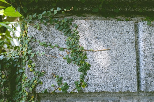 A textured concrete wall is partially covered with green vines. The lush foliage of the vines creates an organic contrast against the rough surface of the concrete. Sunlight filters through the leaves, casting shadows on the wall. Surrounding the wall, additional greenery is visible, suggesting an outdoor setting.