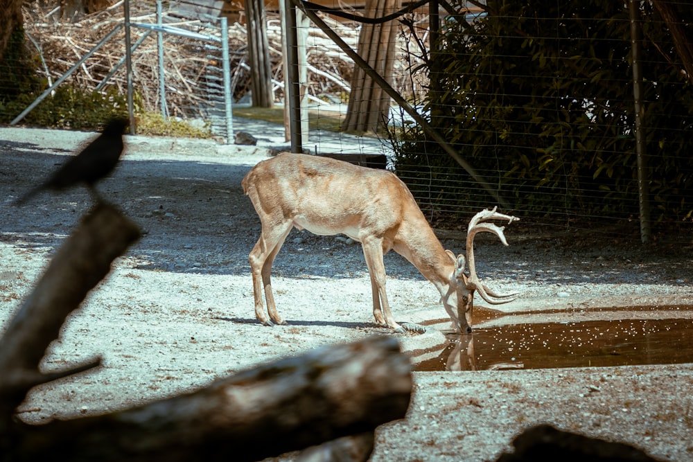 a gazelle drinking water from a pond in a zoo