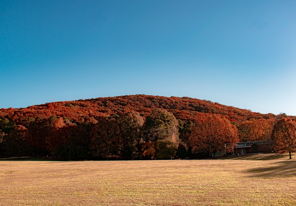 a large field with a hill in the background