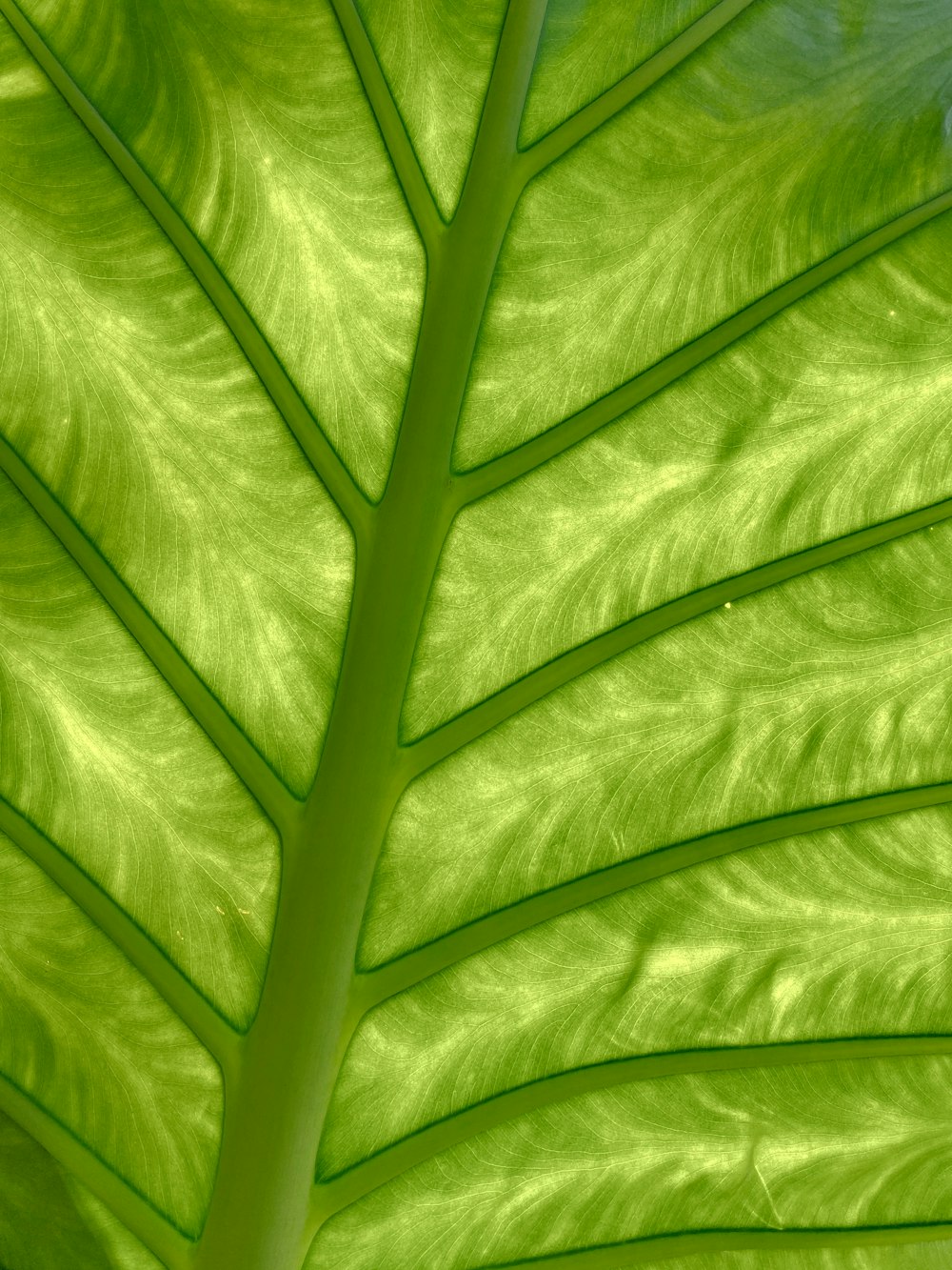 a close up view of a green leaf