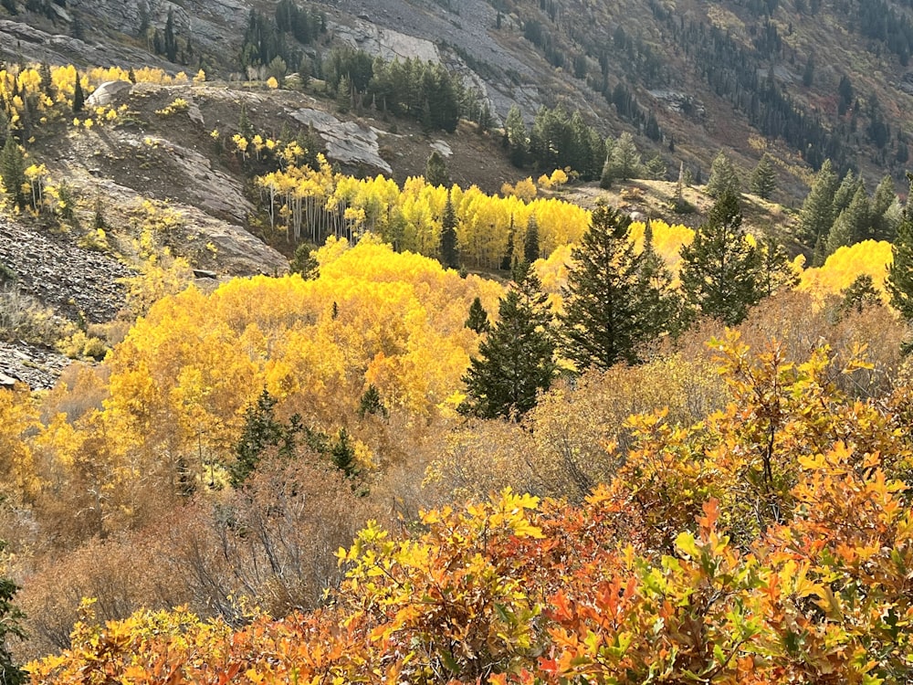 a mountain with lots of trees and yellow leaves