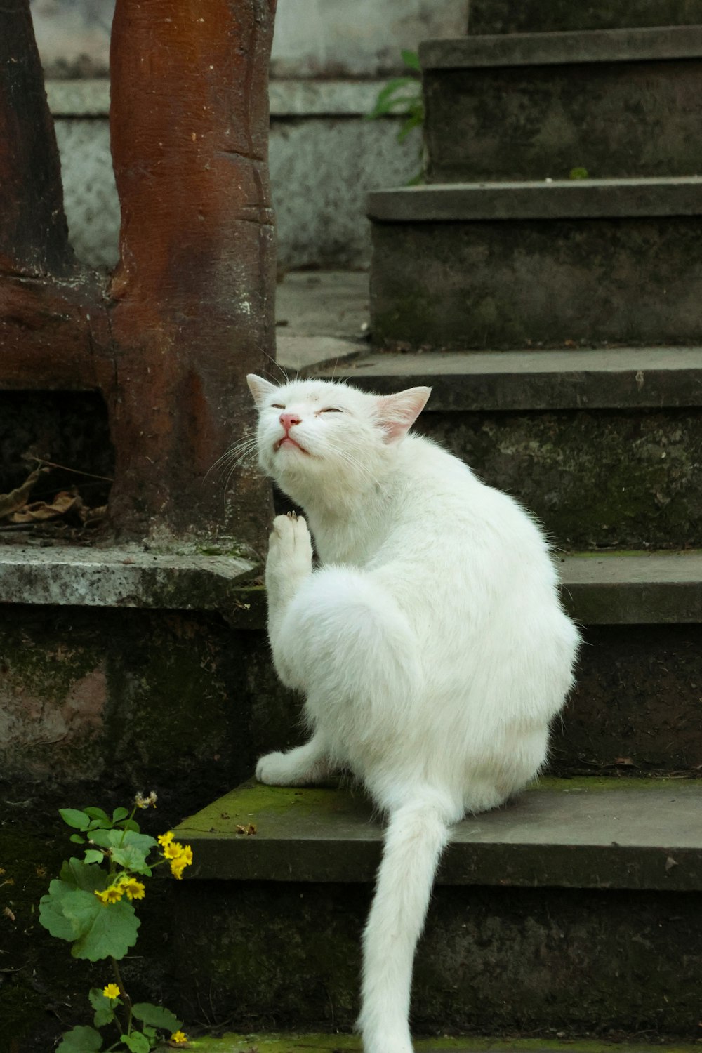 a white cat is sitting on some steps