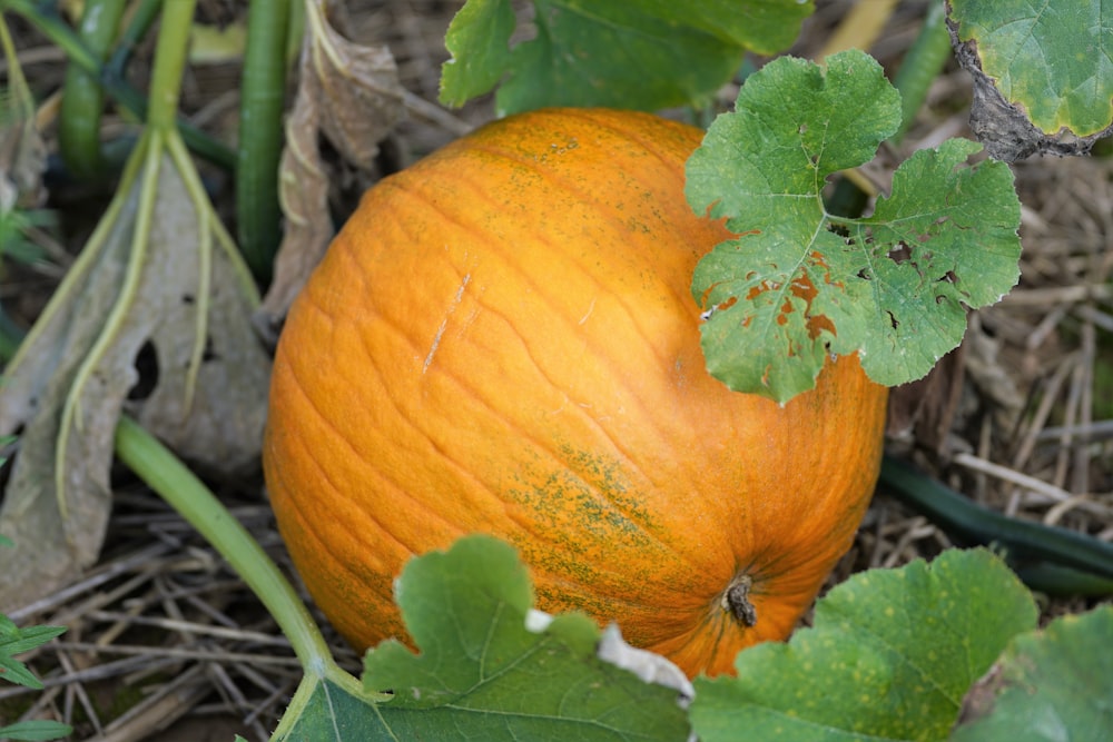 a close up of a pumpkin on the ground