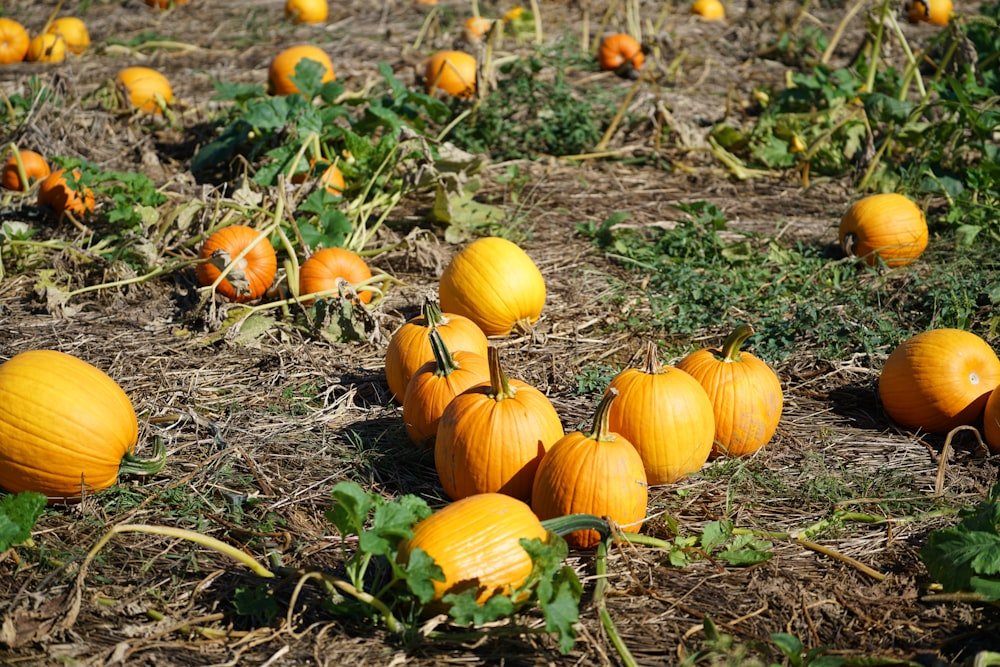 a field full of pumpkins sitting on the ground