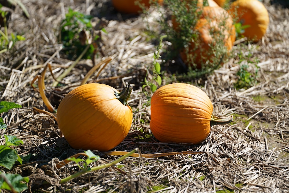 a group of pumpkins that are sitting in the grass
