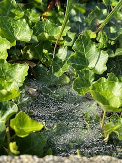 Morning dew sparkling on vibrant leaves under a clear blue sky.