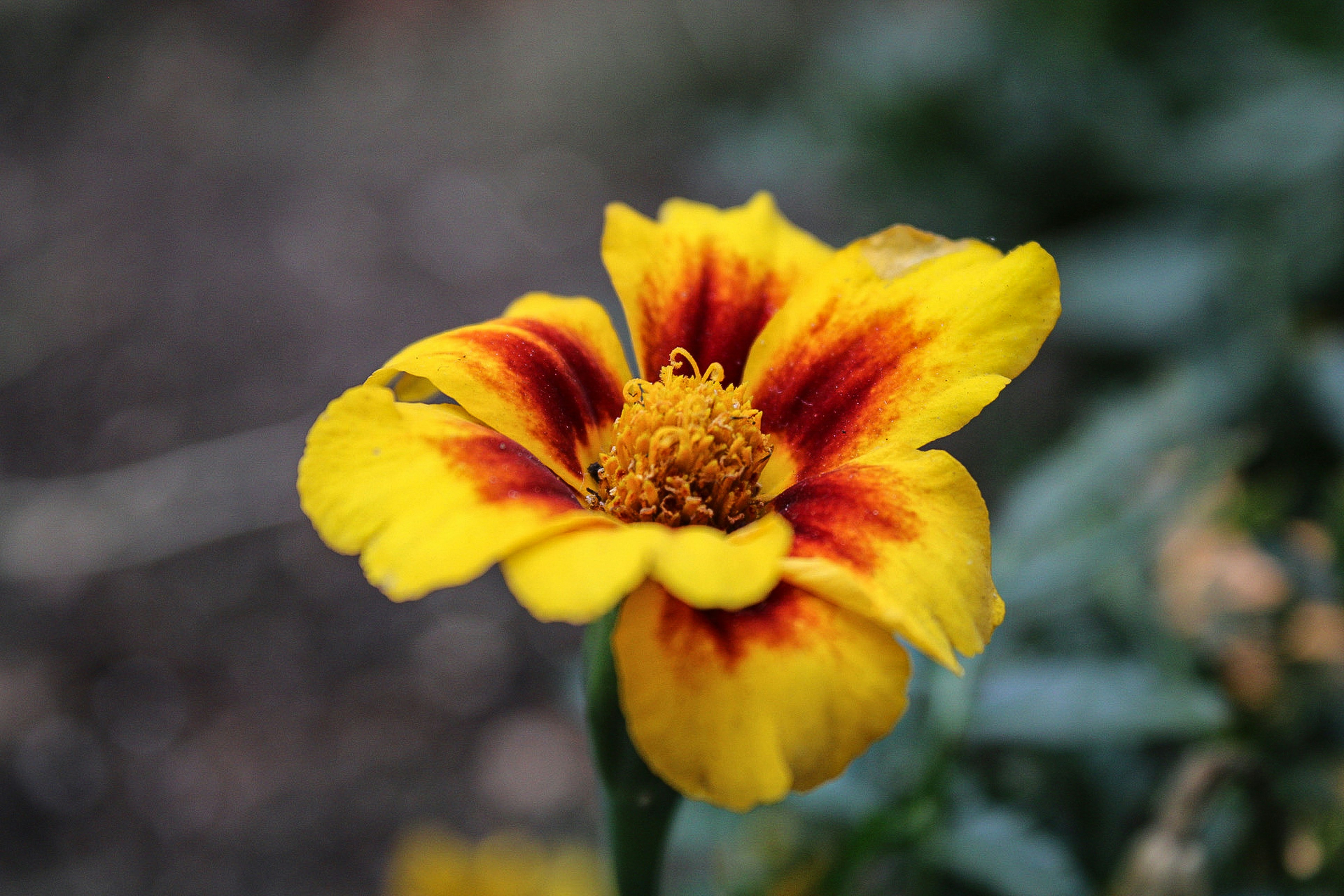 Photo by themushroomphotographer