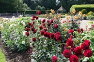 A scenic view of a community garden in full bloom.