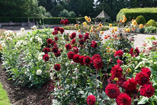A scenic view of the maze with blooming flowers.