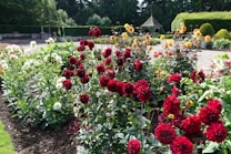 A scenic garden with vibrant red, white, and yellow flowers in full bloom. The garden is surrounded by lush greenery and manicured hedges. In the background, there is a small gazebo and a gravel path winding through the garden.