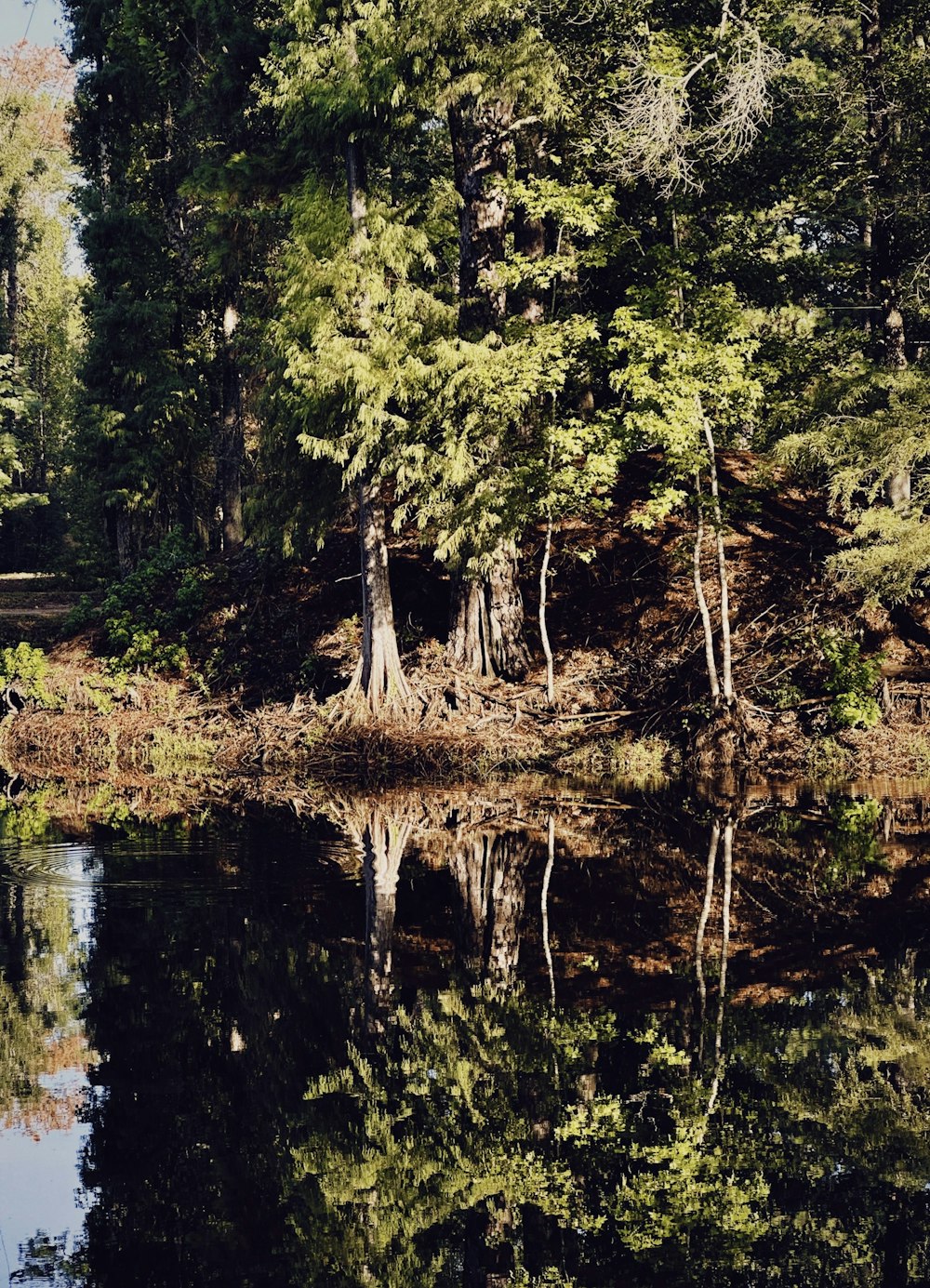 a body of water surrounded by trees and a forest