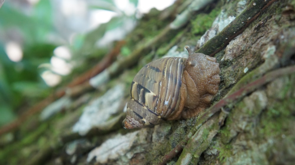 a bug crawling on the side of a tree