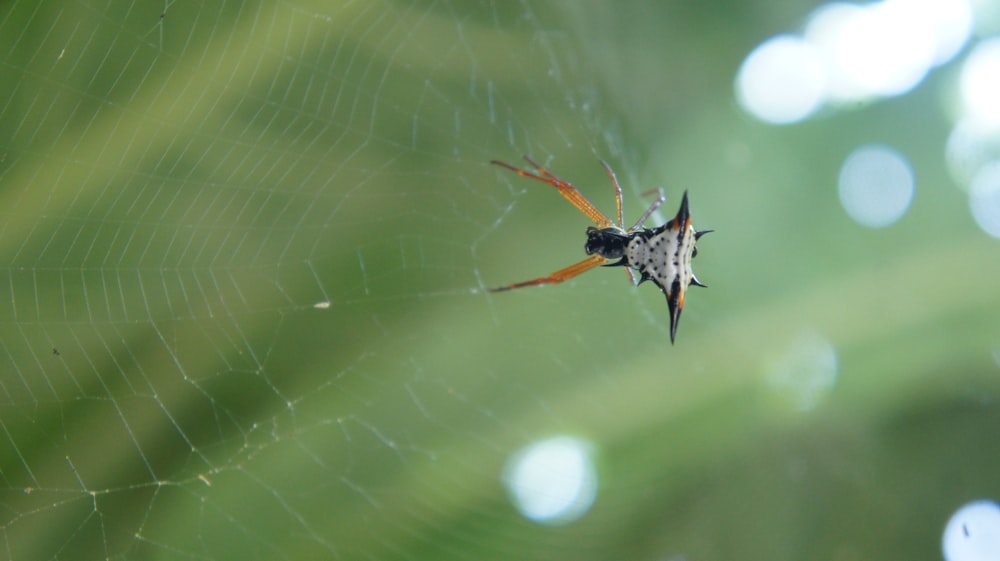 a close up of a spider on a web